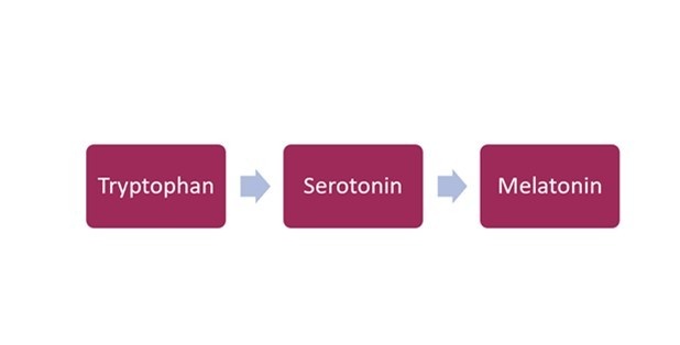 Schlafhormon Melatonin aus Serotonin und Tryptophan