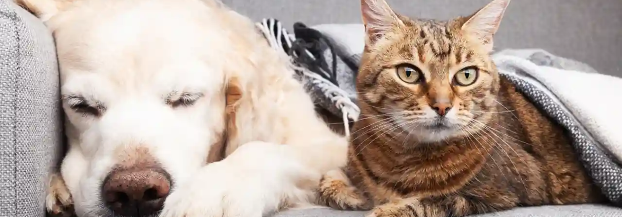 Hund und Katze liegen glücklich auf Sofa