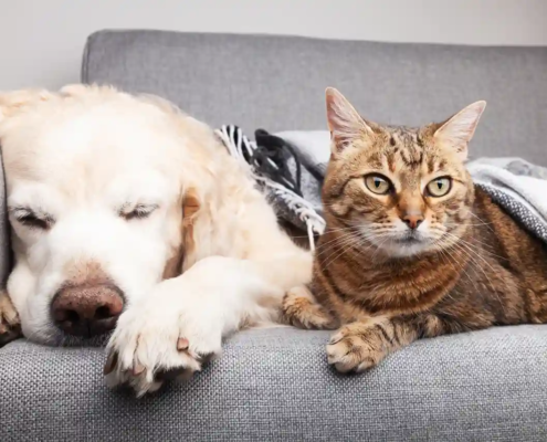 Hund und Katze liegen glücklich auf Sofa